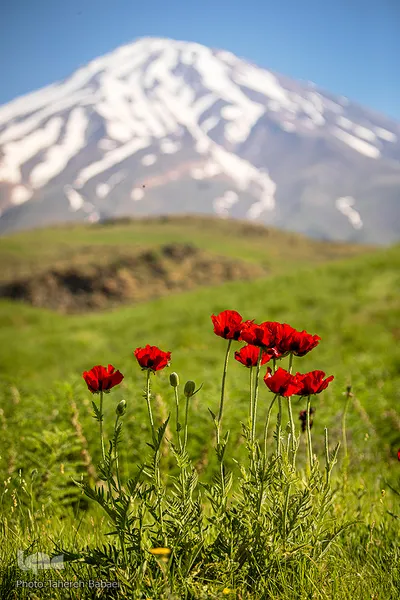 دشت شقایق‌های «رینه»