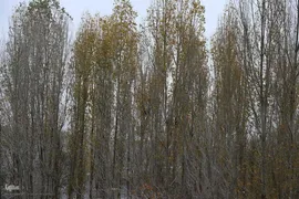 ریشه در خاک، سمبل مقاومت و ایستادگی