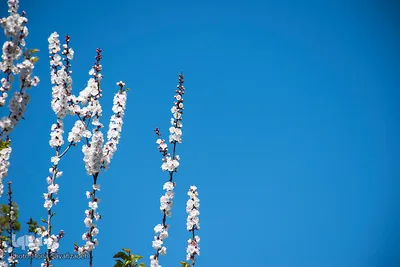 شکوفه‌های زردآلو در روستای منصوریه بهبهان
