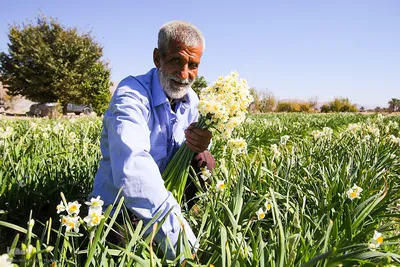 برداشت گل نرگس از روستای بالاشهر شهرستان خفر