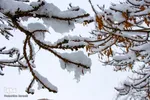بارش اولین برف زمستانی در اراک