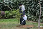 رهبر معظم انقلاب اسلامی امروز دو اصله نهال میوه کاشتند.