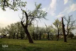 شکوفه های پیرترین درختان اهر