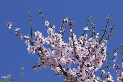 رویش شکوفه‌های زمستانی در شیراز