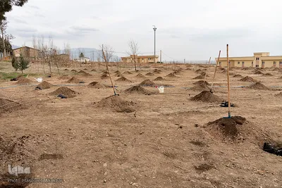 بزرگداشت هفته درختکاری در سپاه امام حسن مجتبی (ع) استان البرز‎‎