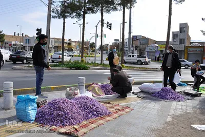 برداشت زعفران در خراسان‌جنوبی