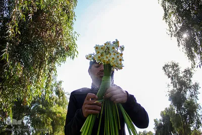 İran, Xuzistan əyaləti, Behbahan şəhəri, Nərgiz gülləri düzənliyi
