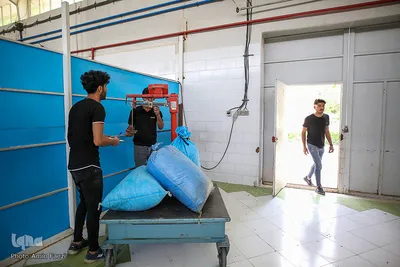 برداشت گل محمدی و گلابگیری سنتی در میمند فارس