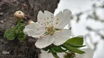 شکوفه های بهاری در اهر