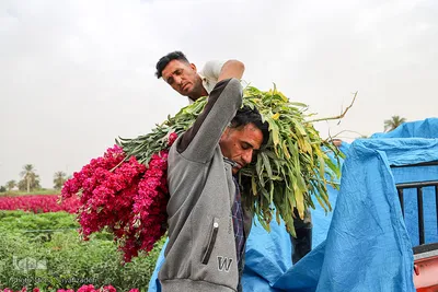 برداشت گل در حمیدیه