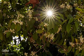 عطر بهار نارنج در حرم شاهچراغ (ع)