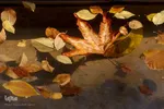 پاییز شگفت‌انگیز در اصفهان