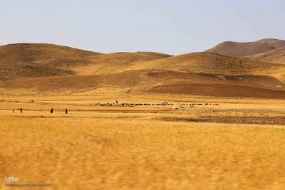 برداشت محصول گندم از مزارع شهرستان اهر