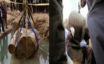 নীল নদ থেকে মিশরের রাজার মূর্তি উদ্ধার