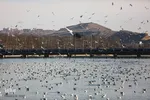 ۱۵ اردیبهشت؛ روز شیراز