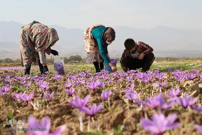 مرند قطب تولید زعفران شمالغرب کشور