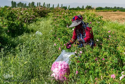 برداشت گل محمدی در گلستان‌های البرز