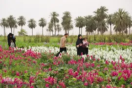 برداشت گل شب‌بو در حمیدیه