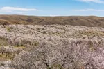 سامان شهر شکوفه‎های بهاری