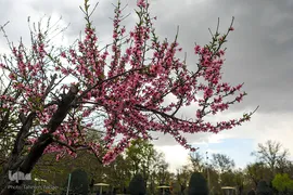 شکوفه های بهاری
