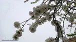 شکوفه های بهاری در اهر