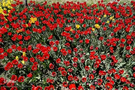 مزرعه گل‌های لاله و نرگس در روستای اسپره‌خون تبریز‎‎