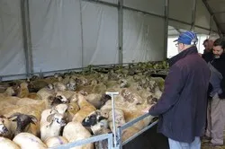 Fête de l’Aïd : pas d’abattoir pour les 100 000 musulmans des Yvelines