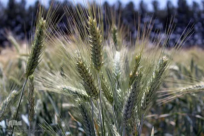 دستهای برکت در فصل درو
