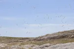 بازدید تور رسانه‌ای از کاکایی ارمنی در جزیره شاهسون دریاچه ارومیه و مزرعه پرورش آرتمیای بندر رحمانلو در عجب‌شیر