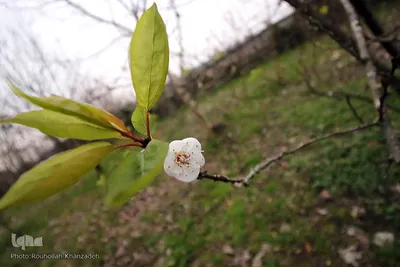 شکوفه های زمستانی درختان مبارک آباد شهرستان شفت