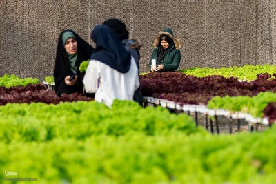 بازدید دانشجویان دانشگاه تهران از مؤسسات تحقیقات کشاورزی کرج‎