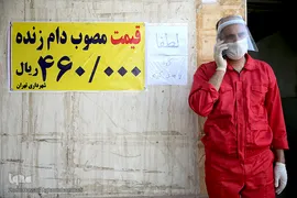 بازار عرضه دام سبک «آزادگان» شهرداری تهران در عید سعید قربان