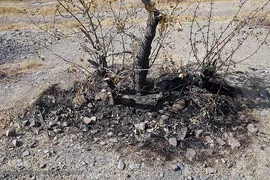 پارک جنگلی چیتگر