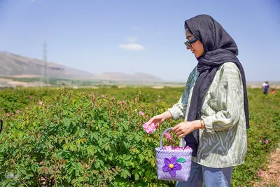 جشنواره گل محمدی در میمند فارس