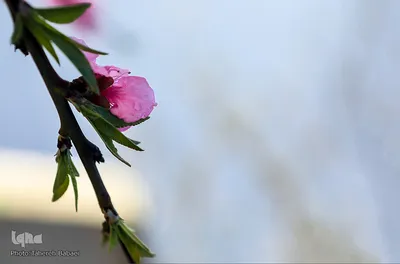 شکوفه های بهاری