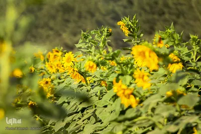 مزرعه گل های آفتابگردان
