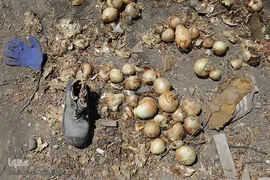 مرگ تدریجی پیازهای رها شده هرمز در روستای چراغ آباد بخش هشتبندی از توابع شهرستان«میناب» استان هرمزگان