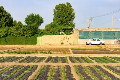 نبض زندگی در دل ناژوان