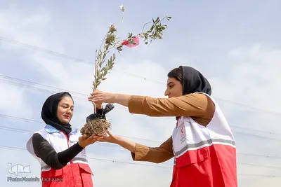 کاشت نهال صلح در بوستان پردیسان