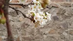 شکوفه های بهاری در اهر