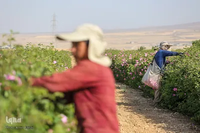 برداشت گل محمدی و گلابگیری سنتی در میمند فارس