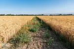 جشن شکرگزاری برداشت گندم‎