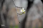طبیعت بهاری شهرستان محلات