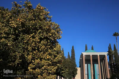 سعدیه