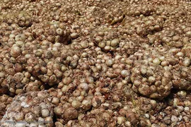 مرگ تدریجی پیازهای رها شده هرمز در روستای چراغ آباد بخش هشتبندی از توابع شهرستان«میناب» استان هرمزگان