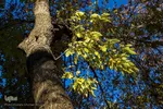 طبیعت برگ ریز پارک شیخ شهاب الدین اهری در آخرین ماه از فصل پاییز
