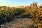 به دلیل کاهش آب رودخانه ی کارون خشکی های بسیار از دل آن بیرون زده است.