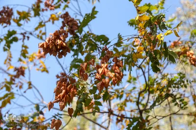 باغ گیاه شناسی ملی ایران