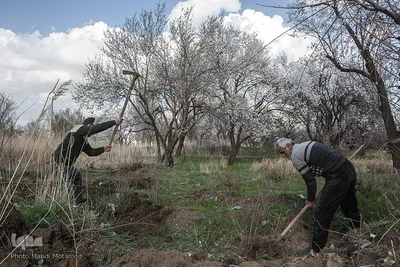 شکوفه‌های بهاری در باغستان سنتی قزوین