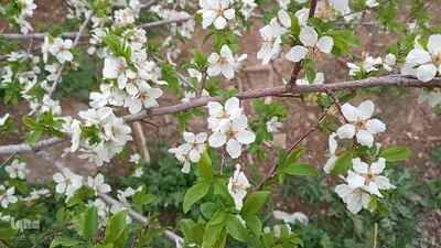 شکوفه های بهاری در اهر